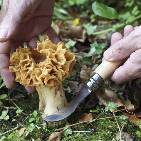 Couteau à champignon n°8 Opinel